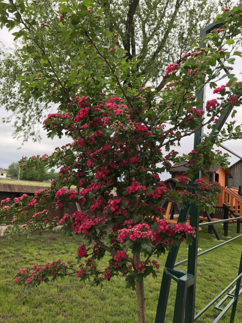 Pensiunea Dany - Crys Zvoristea Buitenkant foto